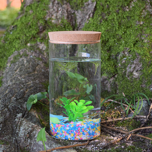 [자연관찰] 열대어 키우기