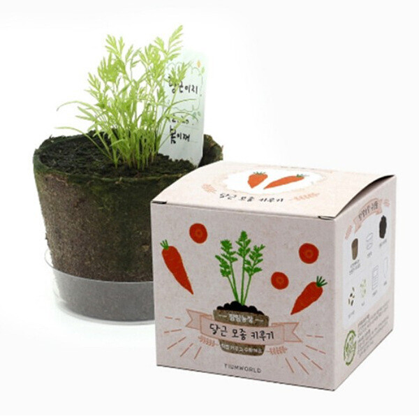 [본사]팜팜농장 당근 모종 키우기 (6인세트)